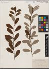 Foto von Salix atrocinerea Brot.